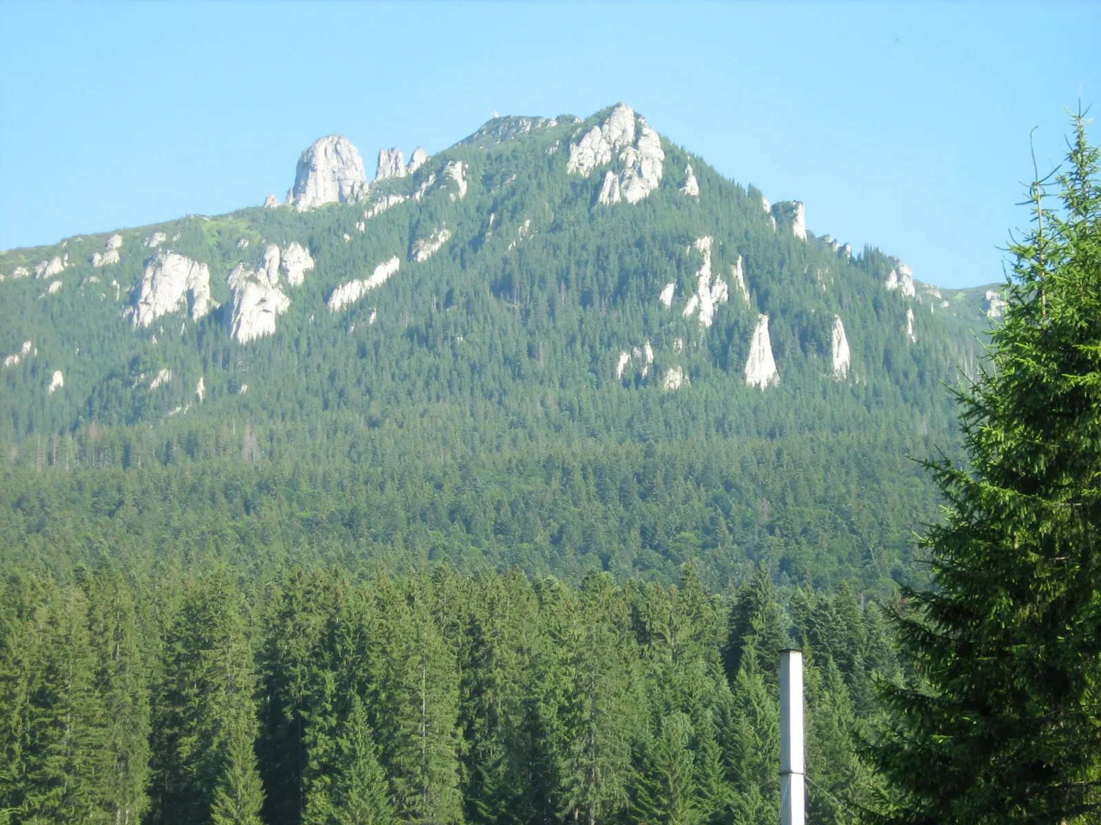 Toaca peak, its white rocks above the spruce forest